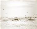 Picture of Seagulls Over the Water _GroupedProduct_Rectangle_Landscape_Photography _GroupedProduct_Rectangle_Landscape_Unframed_Print_Only_