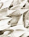Picture of All the Shells  _GroupedProduct_Rectangle_Portrait_Photography _GroupedProduct_Rectangle_Portrait_Unframed_Print_Only_