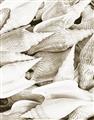 Picture of All the Shells  _GroupedProduct_Rectangle_Portrait_Photography _GroupedProduct_Rectangle_Portrait_Unframed_Print_Only_