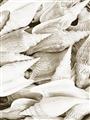 Picture of All the Shells  _GroupedProduct_Rectangle_Portrait_Photography _GroupedProduct_Rectangle_Portrait_Unframed_Print_Only_