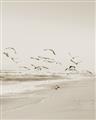 Picture of Beach Birds _GroupedProduct_Rectangle_Portrait_Photography _GroupedProduct_Rectangle_Portrait_Unframed_Print_Only_