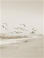 Picture of Beach Birds _GroupedProduct_Rectangle_Portrait_Photography _GroupedProduct_Rectangle_Portrait_Unframed_Print_Only_