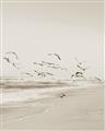 Picture of Beach Birds _GroupedProduct_Rectangle_Portrait_Photography _GroupedProduct_Rectangle_Portrait_Unframed_Print_Only_