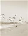 Picture of Beach Birds _GroupedProduct_Rectangle_Portrait_Photography _GroupedProduct_Rectangle_Portrait_Unframed_Print_Only_
