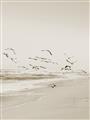 Picture of Beach Birds _GroupedProduct_Rectangle_Portrait_Photography _GroupedProduct_Rectangle_Portrait_Unframed_Print_Only_