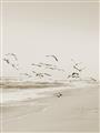 Picture of Beach Birds _GroupedProduct_Rectangle_Portrait_Photography _GroupedProduct_Rectangle_Portrait_Unframed_Print_Only_