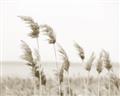 Picture of Beach Pampas _GroupedProduct_Rectangle_Landscape_Photography _GroupedProduct_Rectangle_Landscape_Unframed_Print_Only_
