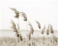 Picture of Beach Pampas _GroupedProduct_Rectangle_Landscape_Photography _GroupedProduct_Rectangle_Landscape_Unframed_Print_Only_