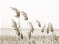 Picture of Beach Pampas _GroupedProduct_Rectangle_Landscape_Photography _GroupedProduct_Rectangle_Landscape_Unframed_Print_Only_