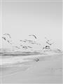 Picture of Beach Birds _GroupedProduct_Rectangle_Portrait_Photography _GroupedProduct_Rectangle_Portrait_Unframed_Print_Only_
