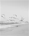 Picture of Beach Birds _GroupedProduct_Rectangle_Portrait_Photography _GroupedProduct_Rectangle_Portrait_Unframed_Print_Only_