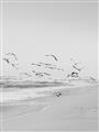 Picture of Beach Birds _GroupedProduct_Rectangle_Portrait_Photography _GroupedProduct_Rectangle_Portrait_Unframed_Print_Only_