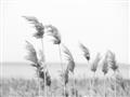 Picture of Beach Pampas _GroupedProduct_Rectangle_Landscape_Photography _GroupedProduct_Rectangle_Landscape_Unframed_Print_Only_