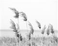 Picture of Beach Pampas _GroupedProduct_Rectangle_Landscape_Photography _GroupedProduct_Rectangle_Landscape_Unframed_Print_Only_