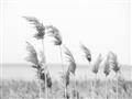 Picture of Beach Pampas _GroupedProduct_Rectangle_Landscape_Photography _GroupedProduct_Rectangle_Landscape_Unframed_Print_Only_