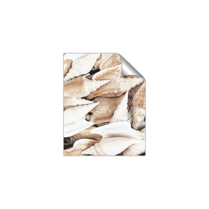 Picture of All the Shells  _GroupedProduct_Rectangle_Portrait_Photography _GroupedProduct_Rectangle_Portrait_Unframed_Print_Only_