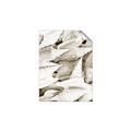 Picture of All the Shells  _GroupedProduct_Rectangle_Portrait_Photography _GroupedProduct_Rectangle_Portrait_Unframed_Print_Only_