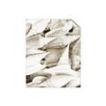 Picture of All the Shells  _GroupedProduct_Rectangle_Portrait_Photography _GroupedProduct_Rectangle_Portrait_Unframed_Print_Only_