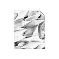 Picture of All the Shells  _GroupedProduct_Rectangle_Portrait_Photography _GroupedProduct_Rectangle_Portrait_Unframed_Print_Only_