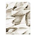 Picture of All the Shells  _GroupedProduct_Rectangle_Portrait_Photography _GroupedProduct_Rectangle_Portrait_Unframed_Print_Only_