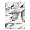 Picture of All the Shells  _GroupedProduct_Rectangle_Portrait_Photography _GroupedProduct_Rectangle_Portrait_Unframed_Print_Only_