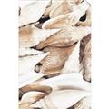 Picture of All the Shells  _GroupedProduct_Rectangle_Portrait_Photography _GroupedProduct_Rectangle_Portrait_Unframed_Print_Only_