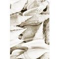 Picture of All the Shells  _GroupedProduct_Rectangle_Portrait_Photography _GroupedProduct_Rectangle_Portrait_Unframed_Print_Only_