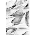 Picture of All the Shells  _GroupedProduct_Rectangle_Portrait_Photography _GroupedProduct_Rectangle_Portrait_Unframed_Print_Only_