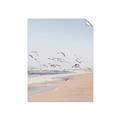 Picture of Beach Birds _GroupedProduct_Rectangle_Portrait_Photography _GroupedProduct_Rectangle_Portrait_Unframed_Print_Only_