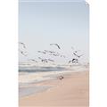 Picture of Beach Birds _GroupedProduct_Rectangle_Portrait_Photography _GroupedProduct_Rectangle_Portrait_Unframed_Print_Only_