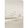 Picture of Beach Birds _GroupedProduct_Rectangle_Portrait_Photography _GroupedProduct_Rectangle_Portrait_Unframed_Print_Only_