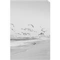 Picture of Beach Birds _GroupedProduct_Rectangle_Portrait_Photography _GroupedProduct_Rectangle_Portrait_Unframed_Print_Only_