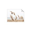 Picture of Beach Pampas _GroupedProduct_Rectangle_Landscape_Photography _GroupedProduct_Rectangle_Landscape_Unframed_Print_Only_