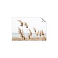 Picture of Beach Pampas _GroupedProduct_Rectangle_Landscape_Photography _GroupedProduct_Rectangle_Landscape_Unframed_Print_Only_