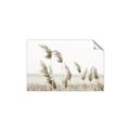 Picture of Beach Pampas _GroupedProduct_Rectangle_Landscape_Photography _GroupedProduct_Rectangle_Landscape_Unframed_Print_Only_