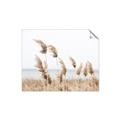 Picture of Beach Pampas _GroupedProduct_Rectangle_Landscape_Photography _GroupedProduct_Rectangle_Landscape_Unframed_Print_Only_