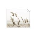 Picture of Beach Pampas _GroupedProduct_Rectangle_Landscape_Photography _GroupedProduct_Rectangle_Landscape_Unframed_Print_Only_