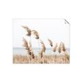 Picture of Beach Pampas _GroupedProduct_Rectangle_Landscape_Photography _GroupedProduct_Rectangle_Landscape_Unframed_Print_Only_