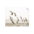 Picture of Beach Pampas _GroupedProduct_Rectangle_Landscape_Photography _GroupedProduct_Rectangle_Landscape_Unframed_Print_Only_