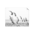 Picture of Beach Pampas _GroupedProduct_Rectangle_Landscape_Photography _GroupedProduct_Rectangle_Landscape_Unframed_Print_Only_