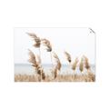 Picture of Beach Pampas _GroupedProduct_Rectangle_Landscape_Photography _GroupedProduct_Rectangle_Landscape_Unframed_Print_Only_