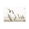 Picture of Beach Pampas _GroupedProduct_Rectangle_Landscape_Photography _GroupedProduct_Rectangle_Landscape_Unframed_Print_Only_