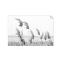 Picture of Beach Pampas _GroupedProduct_Rectangle_Landscape_Photography _GroupedProduct_Rectangle_Landscape_Unframed_Print_Only_