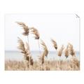 Picture of Beach Pampas _GroupedProduct_Rectangle_Landscape_Photography _GroupedProduct_Rectangle_Landscape_Unframed_Print_Only_