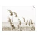 Picture of Beach Pampas _GroupedProduct_Rectangle_Landscape_Photography _GroupedProduct_Rectangle_Landscape_Unframed_Print_Only_