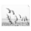 Picture of Beach Pampas _GroupedProduct_Rectangle_Landscape_Photography _GroupedProduct_Rectangle_Landscape_Unframed_Print_Only_