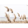 Picture of Beach Pampas _GroupedProduct_Rectangle_Landscape_Photography _GroupedProduct_Rectangle_Landscape_Unframed_Print_Only_