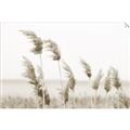 Picture of Beach Pampas _GroupedProduct_Rectangle_Landscape_Photography _GroupedProduct_Rectangle_Landscape_Unframed_Print_Only_