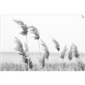 Picture of Beach Pampas _GroupedProduct_Rectangle_Landscape_Photography _GroupedProduct_Rectangle_Landscape_Unframed_Print_Only_