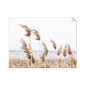 Picture of Beach Pampas _GroupedProduct_Rectangle_Landscape_Photography _GroupedProduct_Rectangle_Landscape_Unframed_Print_Only_